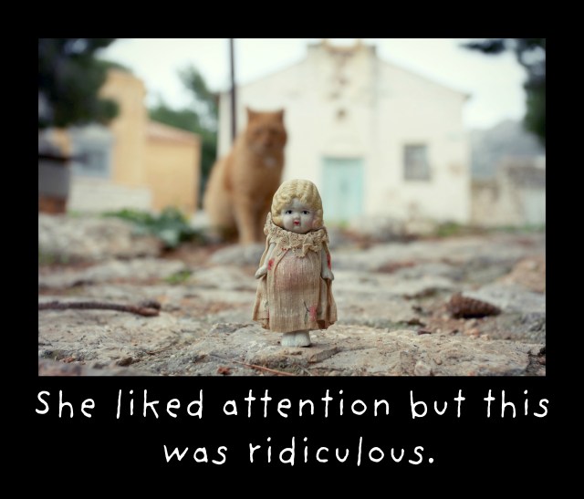 she liked attention claudia cat